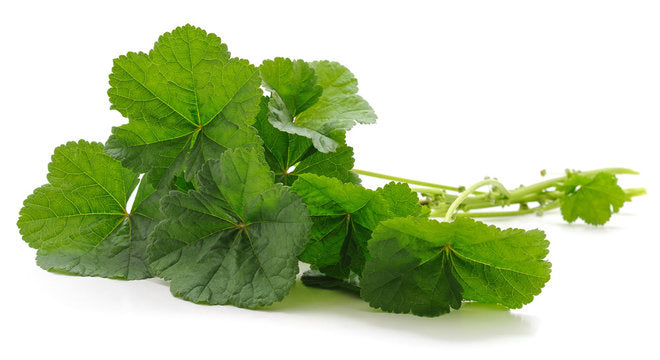 Malva Leaves (By Each)