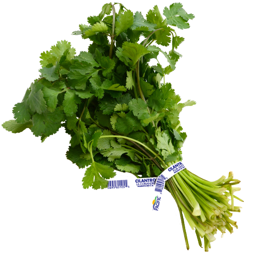 Cilantro (By Each)