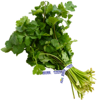 Cilantro (By Each)