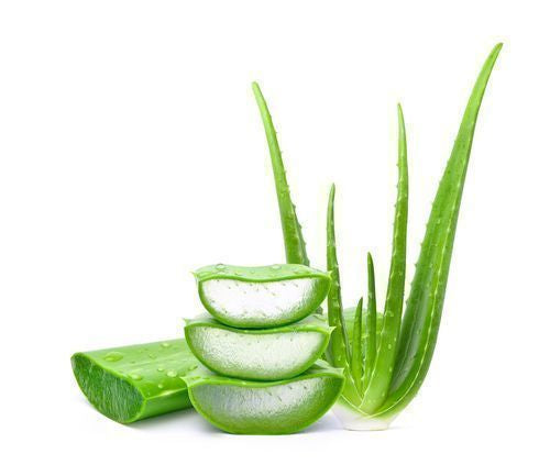 Aloe Vera (By Each)