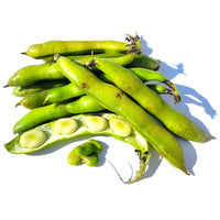 Beans Fava (By LB)
