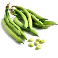 Beans Fava (By LB)
