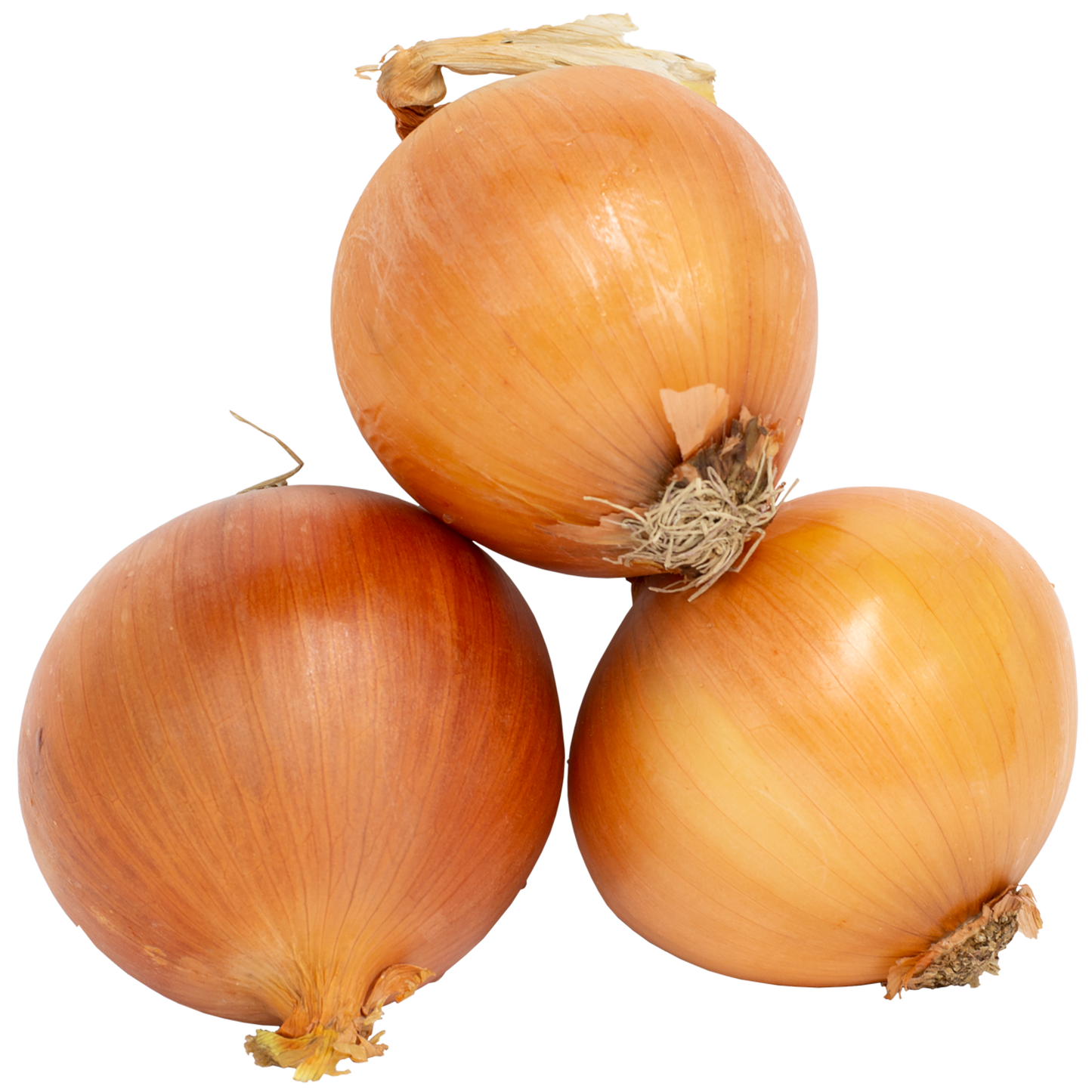 Onion Spanish (By LB)